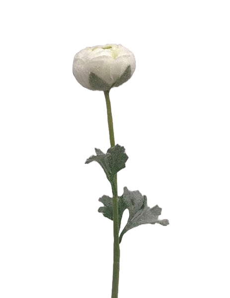 Ranunculus Stem 20" - White