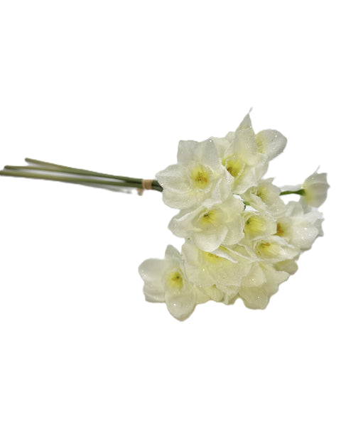 Daffodil - White